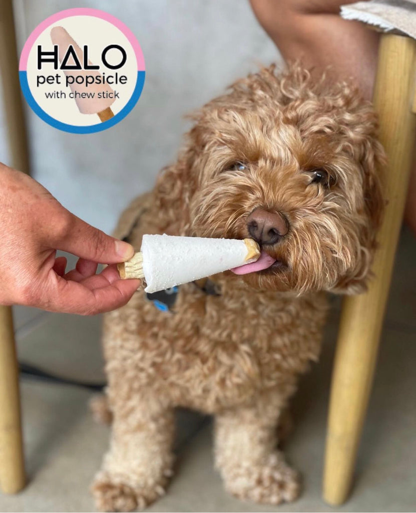 Halo Pet Popsicle