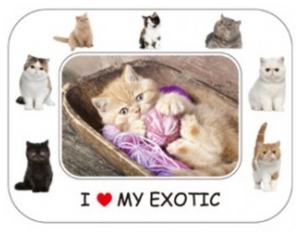 I LOVE MY CAT PHOTO FRAME MAGNET: EXOTIC
