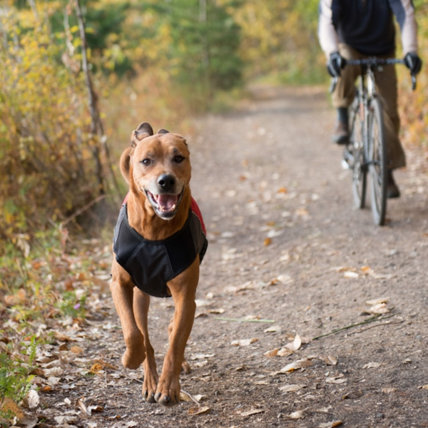 Elements Jacket | EzyDog