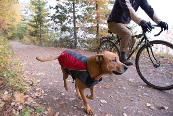Elements Jacket | EzyDog