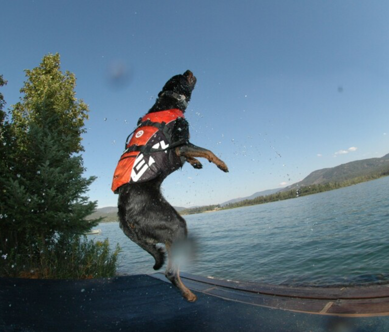 Dog Life Jacket | Float Vest | EzyDog
