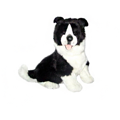 PEPSI |  BORDER COLLIE