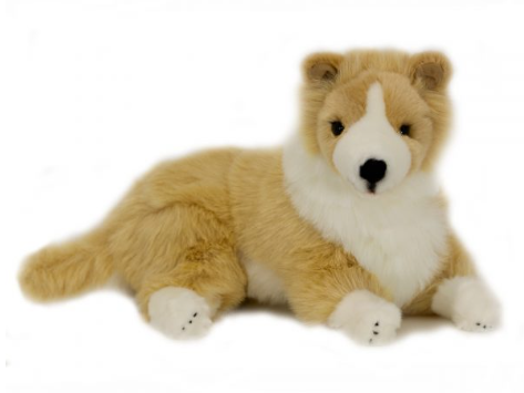 Biscuit - Tan & White Border Collie