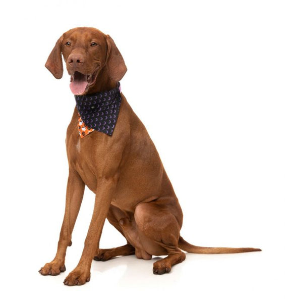 BOOGIE NIGHTS | REVERSIBLE BANDANA