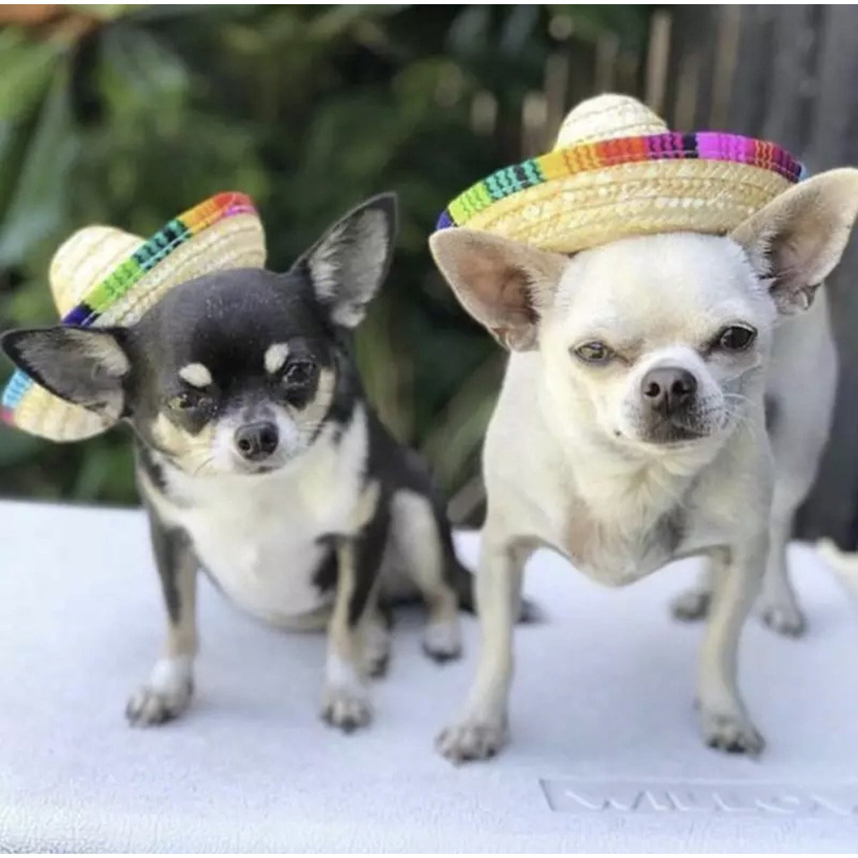 Dog/Cat Sombrero