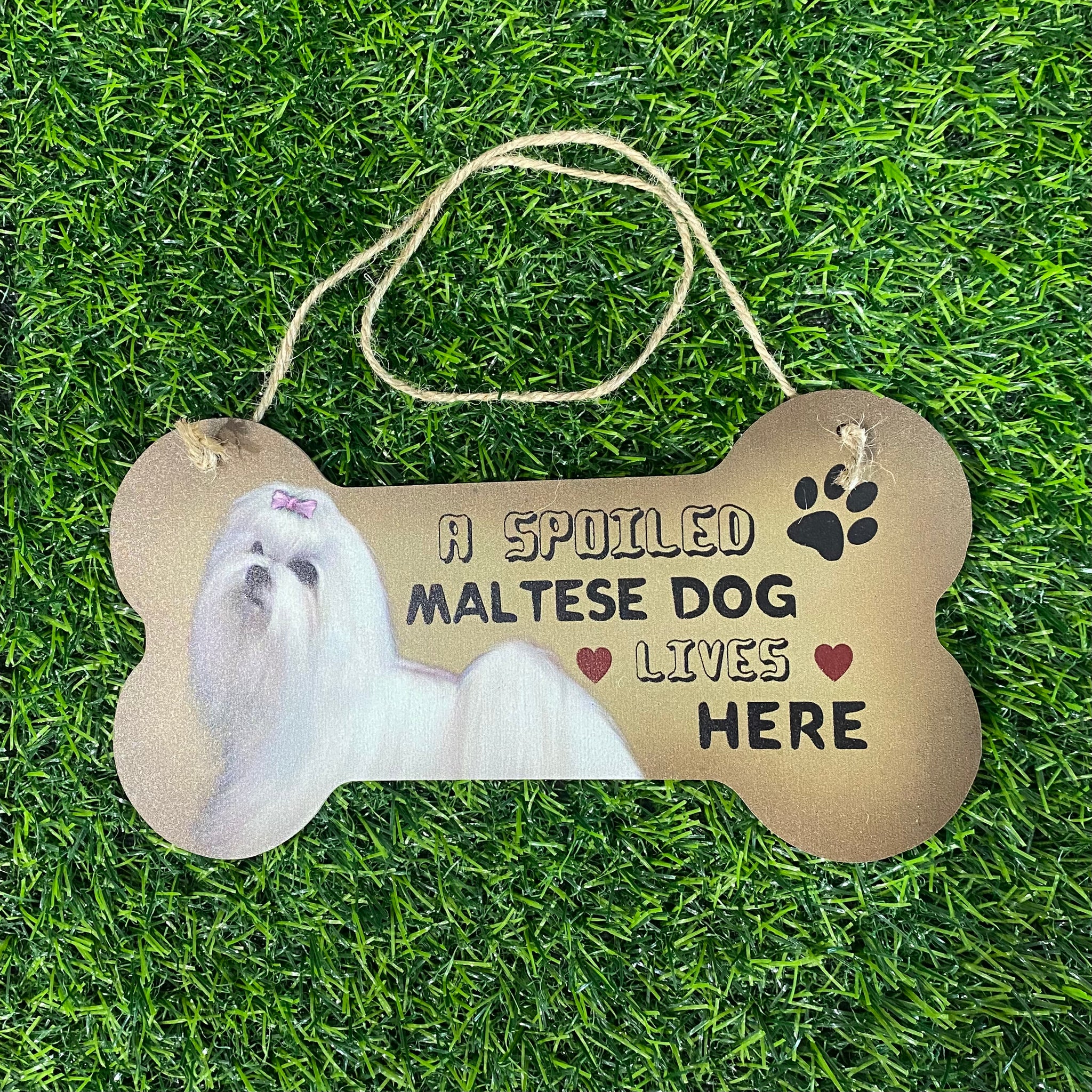 A Spoiled Maltese Lives Here